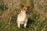 JACK RUSSEL 335